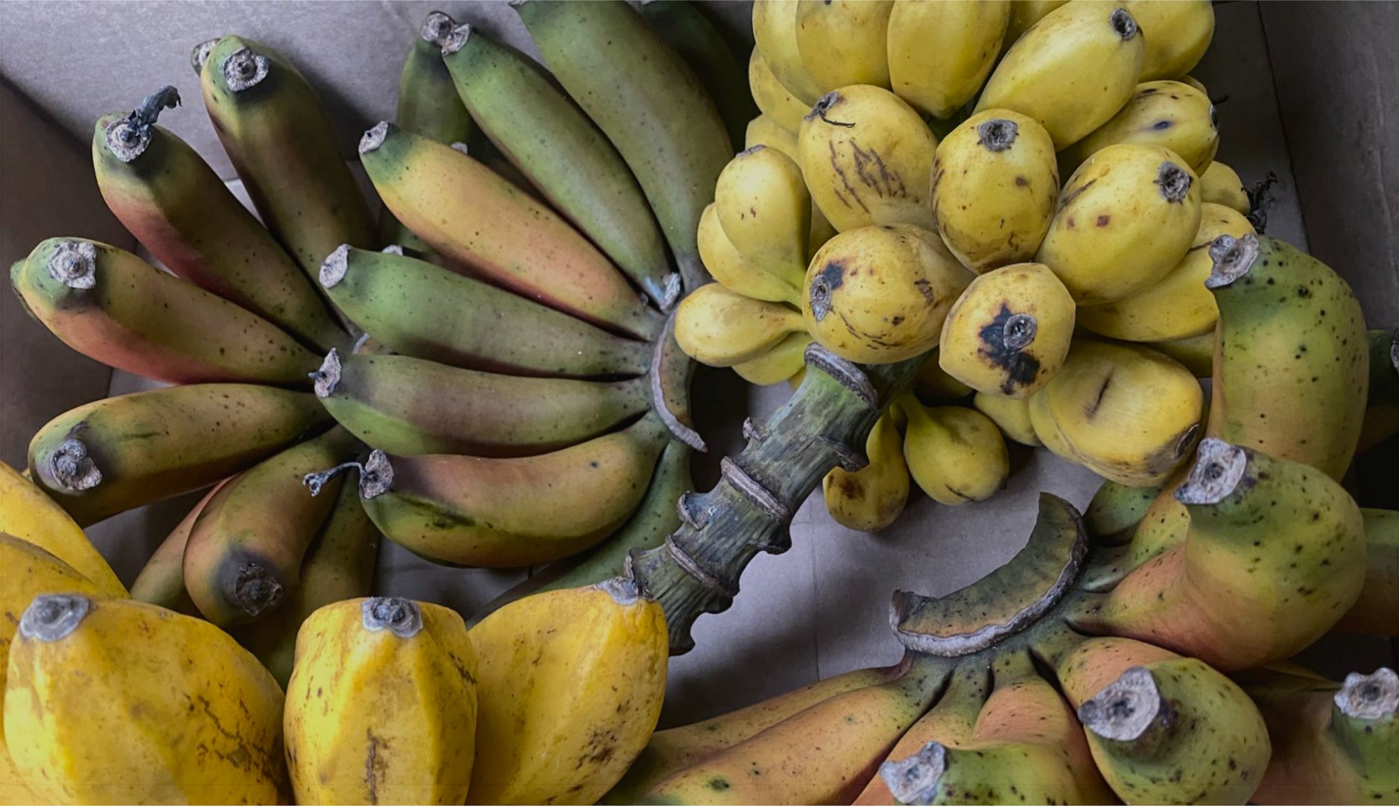 Close-up of ripe and ripening bananas, showing bunches with yellow, green, and red-tinged skins.